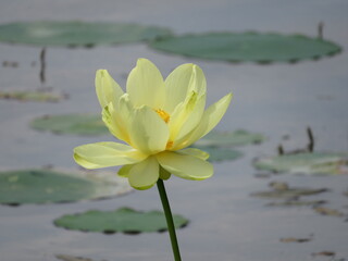 Lotus in the lake