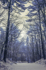 Blue Winter Infrared Photo. Dreamy, moody, chilling snow filled landscape. Otherworldly feeling.