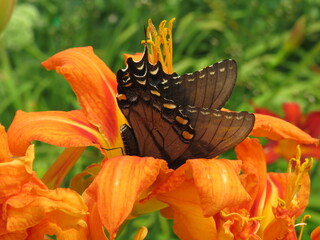 Pollinating butterfly