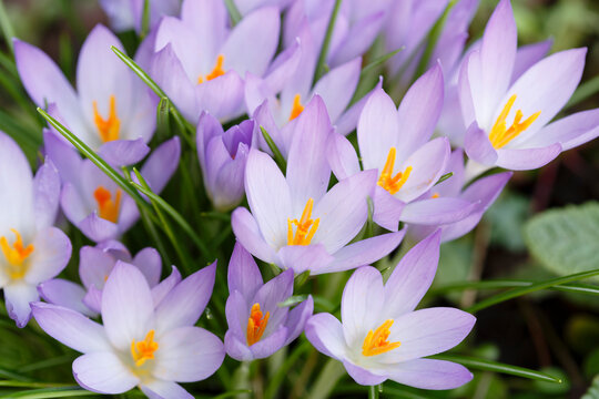 Crocus Flowers, Crocuses In Spring, UK