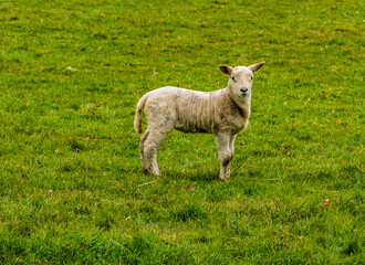 Fototapeta premium A single lamb alert in a field near Market Harborough, UK
