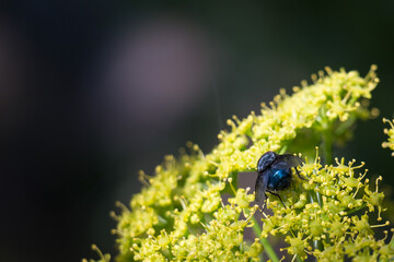 fly on a flower