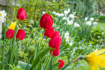 Tulips, spring garden, UK