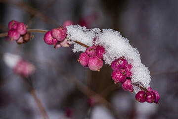 Winter time on the doorstep