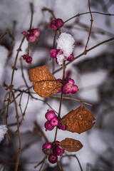 Winter time on the doorstep