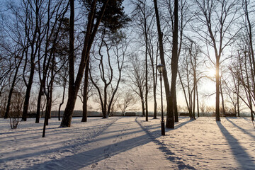 Winter, snowy morning in the Gomel park, Belarus.