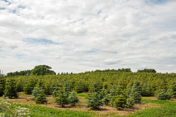Fototapeta premium Christmas trees in a summer field.