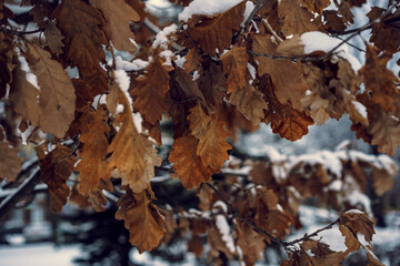 oak leaves with hoarfrost at winter forest, abstract background