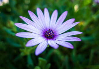 Beautiful purple flowerhed with greenery