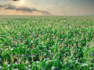 Green Maize Corn Field Plantation In Summer Agricultural Season. Flight Above Green Corn Field During Sunny Summer Day.