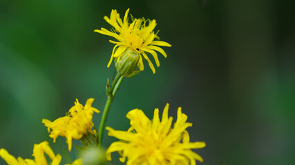 yellow dandelion flower