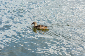 a lonely beautiful migratory wild duck floating on a pond, a brown plumage and a yellow beak, traces on the water behind a duck, a duck in a natural environment, daylight