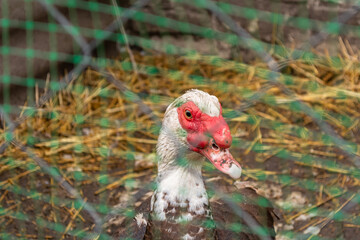 domestic duck looking through a net