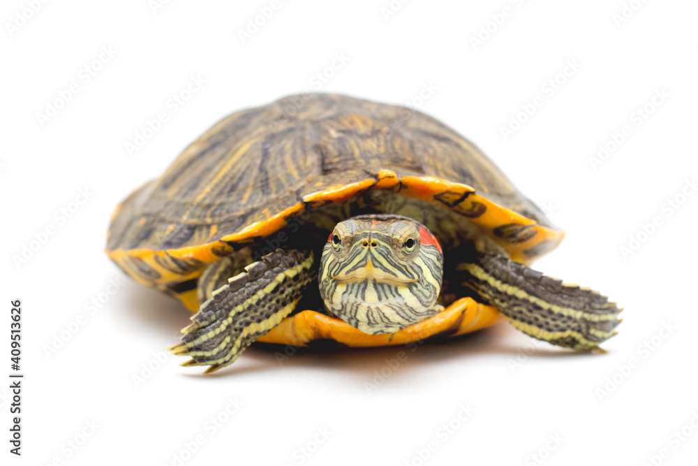 Wall mural pet turtle red-eared slider(trachemys scripta elegans) isolated on white background.