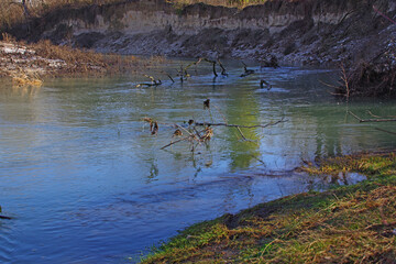 Au bord du Vieux Rhône