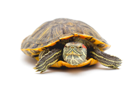 Pet turtle red-eared slider(Trachemys scripta elegans) isolated on white background.