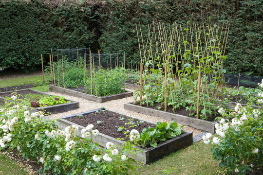 Home grown vegetables in spring in a UK garden