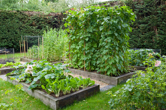 Vegetable patch in an English garden, UK