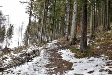 Winter landscape, trees covered with snow in winter