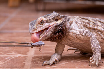 A bearded dragon (Pogona sp) eating cricket