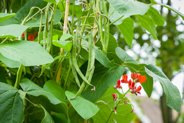 Runner beans growing on a plant in a UK vegetable garden