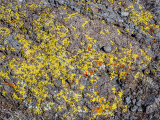 Multicolored lichen on rock