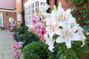 Oriental lilies in an English garden border UK