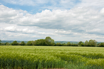 green field and sky
