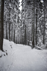 Winter landscape, trees covered with snow in winter