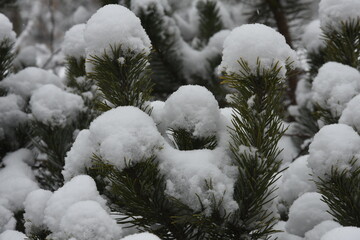 śnieg na drzewach iglastych