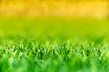 Artificial sunny grass on the football field. Sports concept. Health care concept. Selective focus.