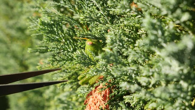 Green Grasshopper. Macro, Colorful 4k slow motion