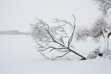 Horizontal landscape photography with withered snow-covered tree among on a snowy field during frosty winter quiet day