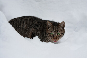 Fototapeta premium Horizontal outdoor photo of a single wild Tabby cat with beautiful green eyes and striped coat, sitting in the snow at cold winter day