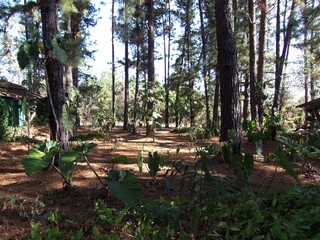 Jardim Botânico de Brasília; Brasília; Brasil