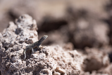 Lagartija sobre piedra de sal en Laguna Chaxa
