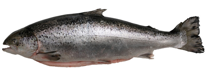 fresh large salmon with a raised tail on a white isolate