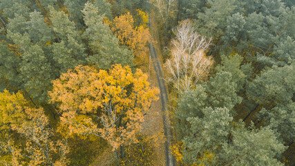 Beautiful autumn forest from above. Aerial view