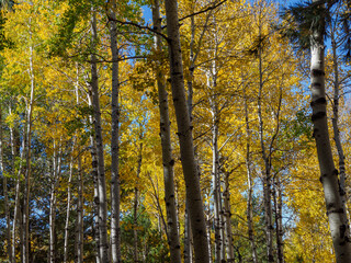 Fototapeta premium Mixed aspen forest in fall color