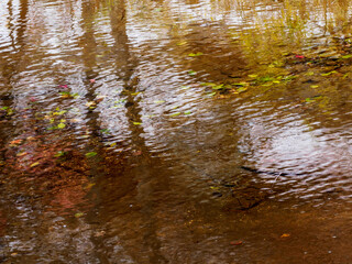 Trees reflected in pond