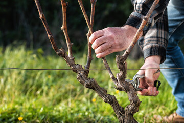 Close-up of a vine grower hand. Prune the vineyard with professional steel scissors. Traditional agriculture. 