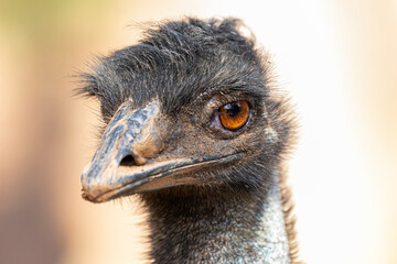 The emu is the second-largest living bird by height, after its ratite relative, the ostrich.