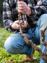 Close-up of a vine grower hand. Prune the vineyard with professional steel scissors. Traditional agriculture. 
