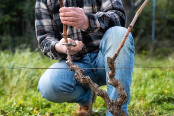  Close-up of a vine grower hand. Prune the vineyard with professional steel scissors. Traditional agriculture.  © francescomou
