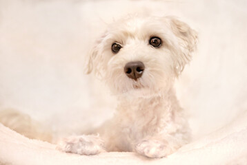 Süßer Maltipoo weißer Hund relaxed , Hundeportrait