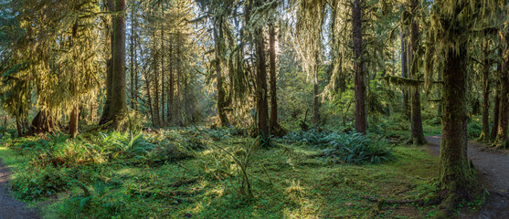 Sunbeams streak through the foliage at Sol Duck, Olympic National Park, USA