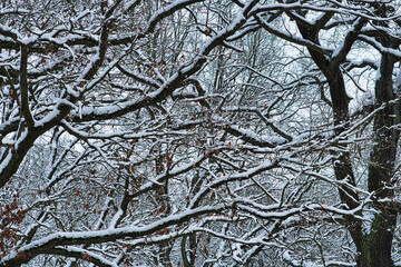 Baum Verästelungen mit Schnee #3