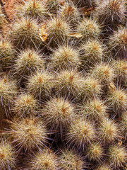 Obraz premium Hedgehog cactus
