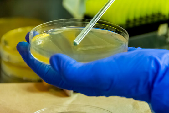 Scientist spreading bacteria liquid medium on agar plate under the laminar flow hood
