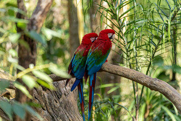 Green winged macaw (Ara chloropterus)